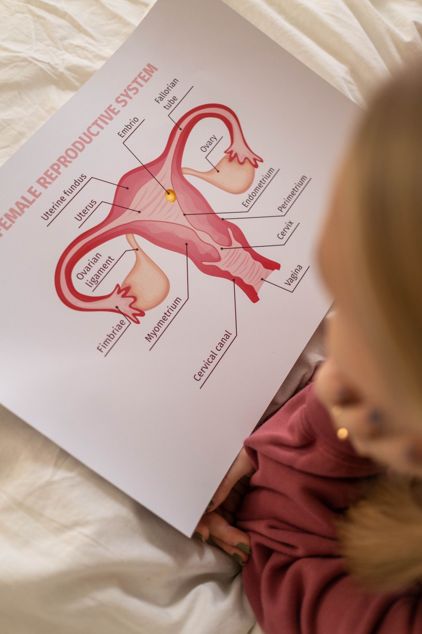 Printed female reproductive anatomy chart showing the uterus and ovaries